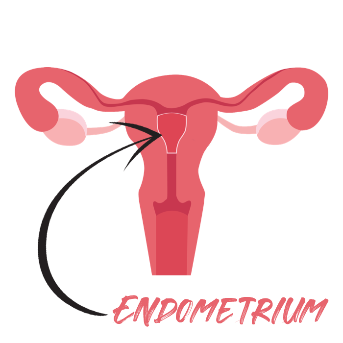 endometrium-image Diagram of a female reproductive system highlighting the left fallopian tube, labeled "Ectopic Pregnancy," indicating an abnormal pregnancy outside the uterus.